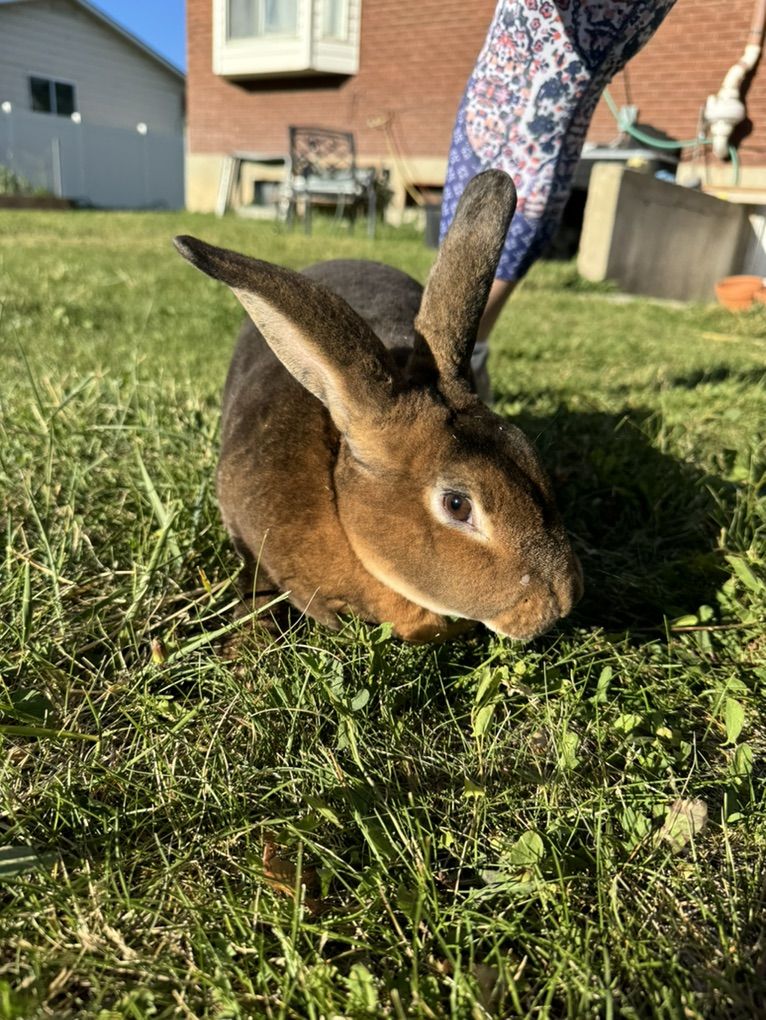 Rex Doe (female) Rabbit 6 Month Old