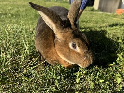 Rex Doe (female) Rabbit 6 Month Old