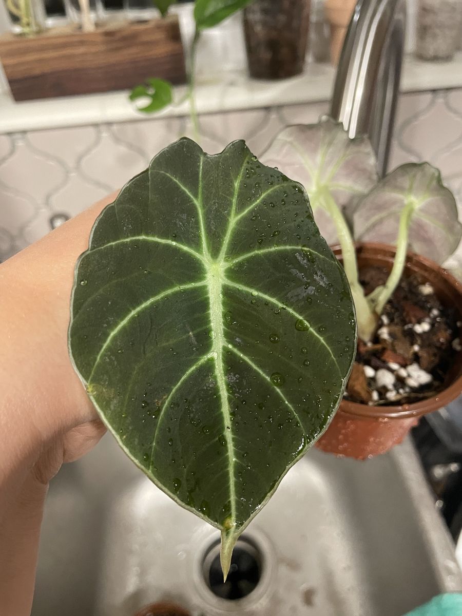Lots of plants!