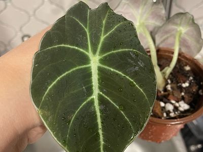 Lots of plants!