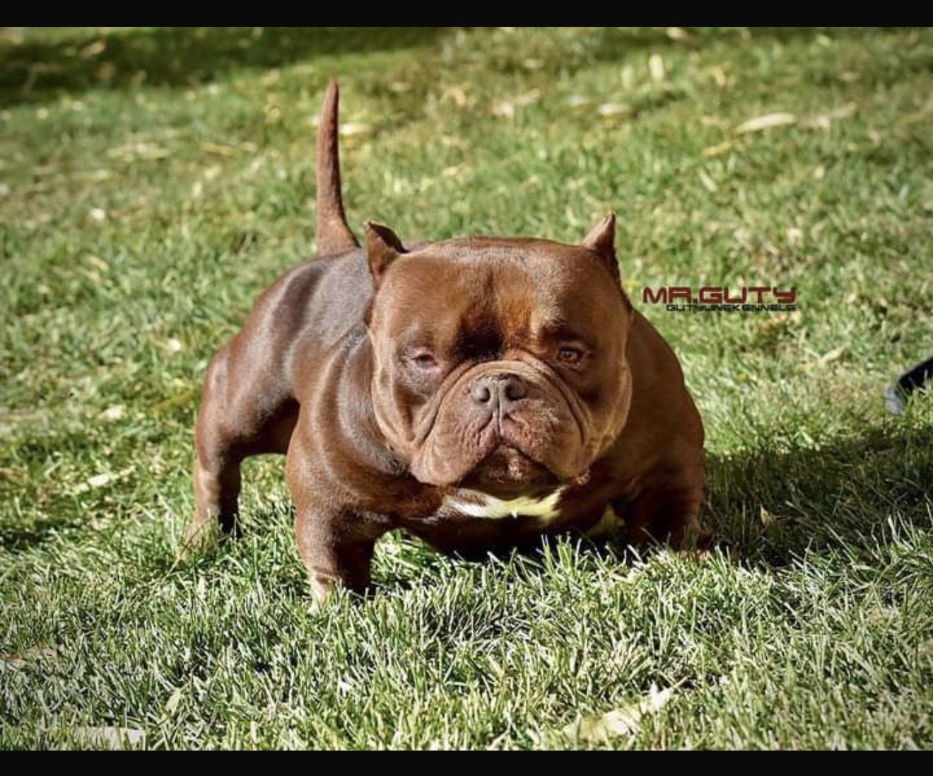 American Bully Puppies