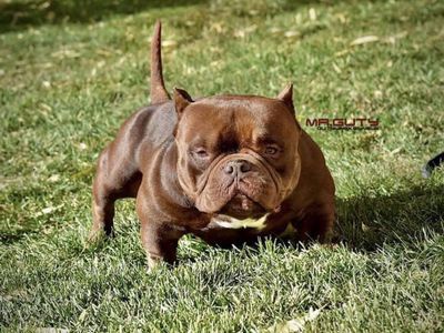 American Bully Puppies