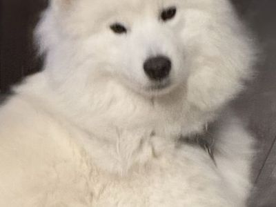Samoyed Puppies