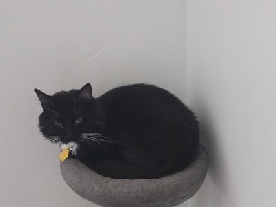 Sweet kittens ready for forever home