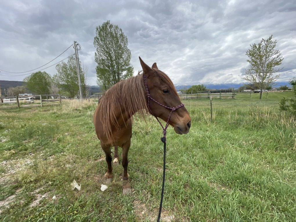 Foxtrotter Broodmare