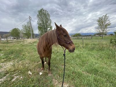 Foxtrotter Broodmare