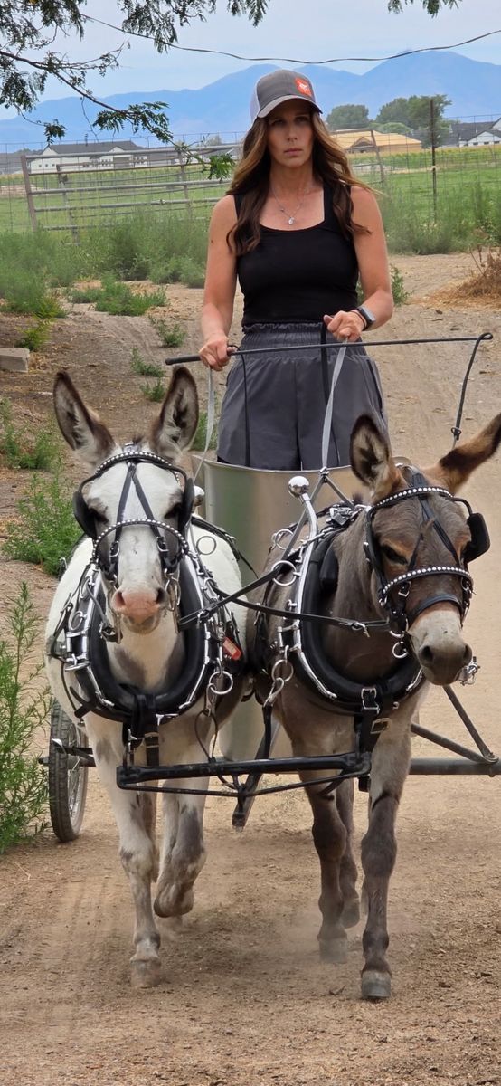 5 Year Old Mini Donkey For Sale