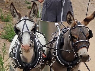 5 Year Old Mini Donkey For Sale