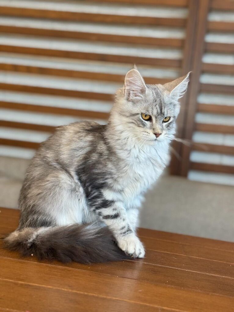 Maine Coon Cat Purebred Fixed Female