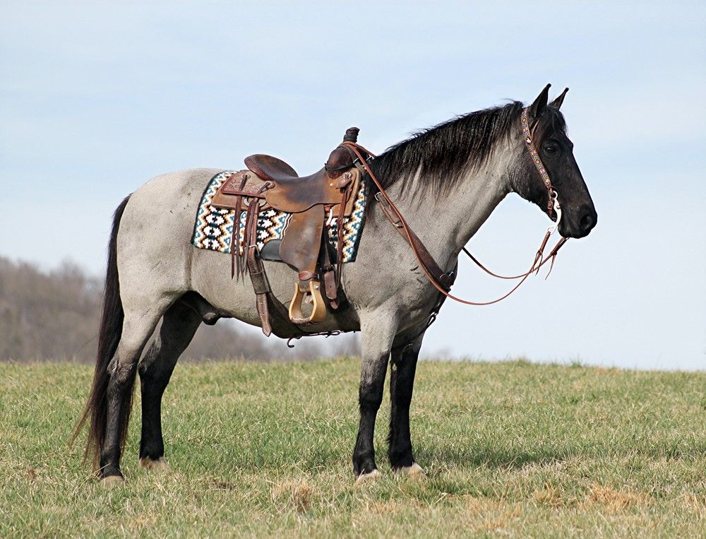 Blue Roan Missouri Fox Trotter Gelding