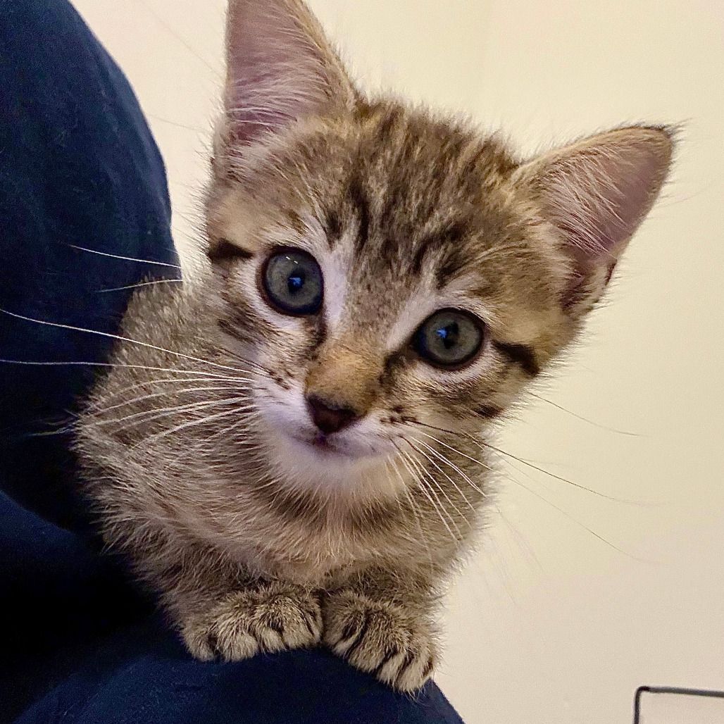 Hello my name is Wibble