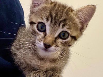 Hello my name is Wibble
