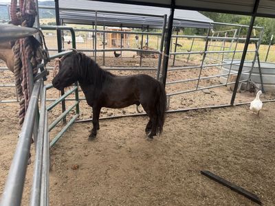 Black Miniature Horse/Pony… proven stallion…. Tiny little guy