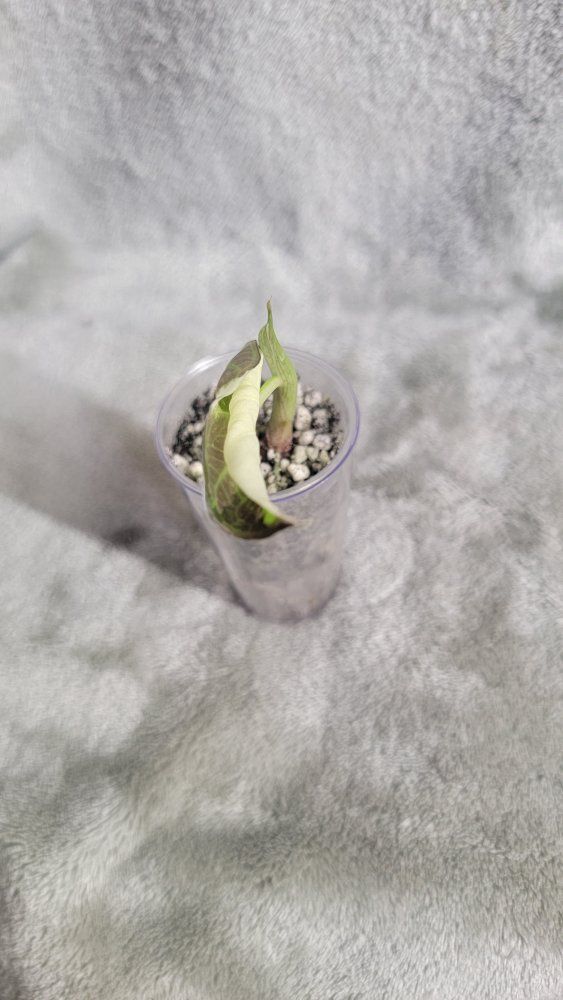 Rooted Albo/Purple Regal Shield corm