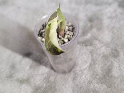 Rooted Albo/Purple Regal Shield corm