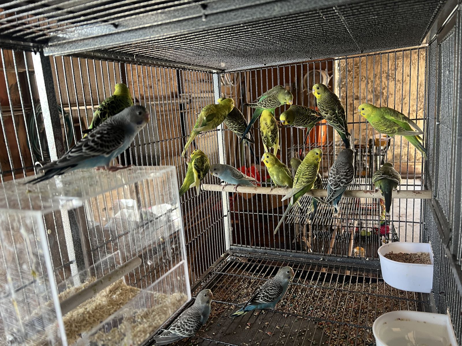 Healthy Flock of Parakeets Budgies in Various Colors