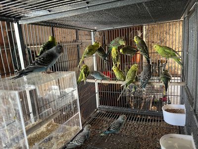 Healthy Flock of Parakeets Budgies in Various Colors