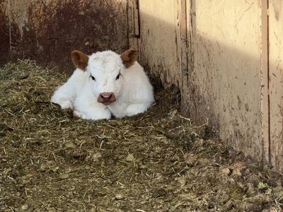 Pandaloosa Miniature Bull Calf - Freckles