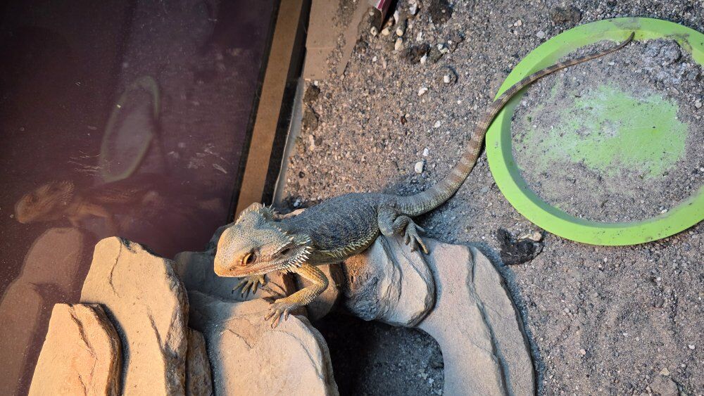 Adult Bearded Dragon and Enclosure
