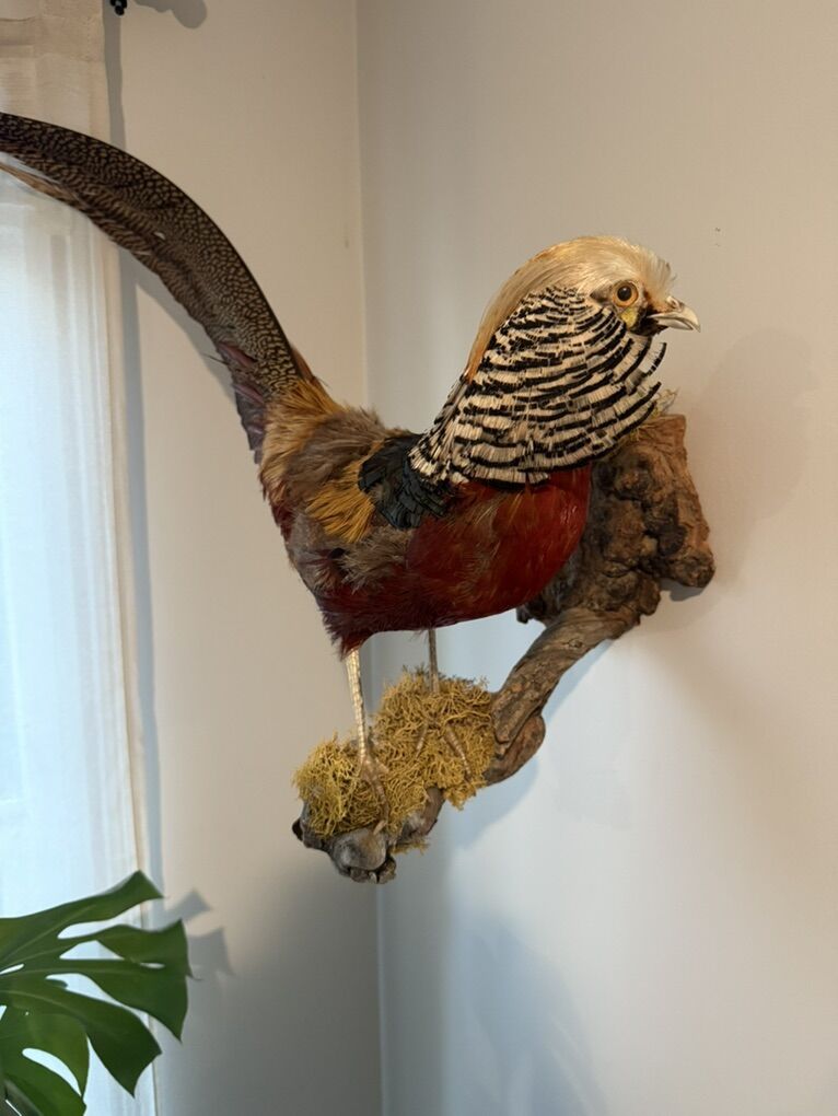 Golden Pheasant Taxidermy
