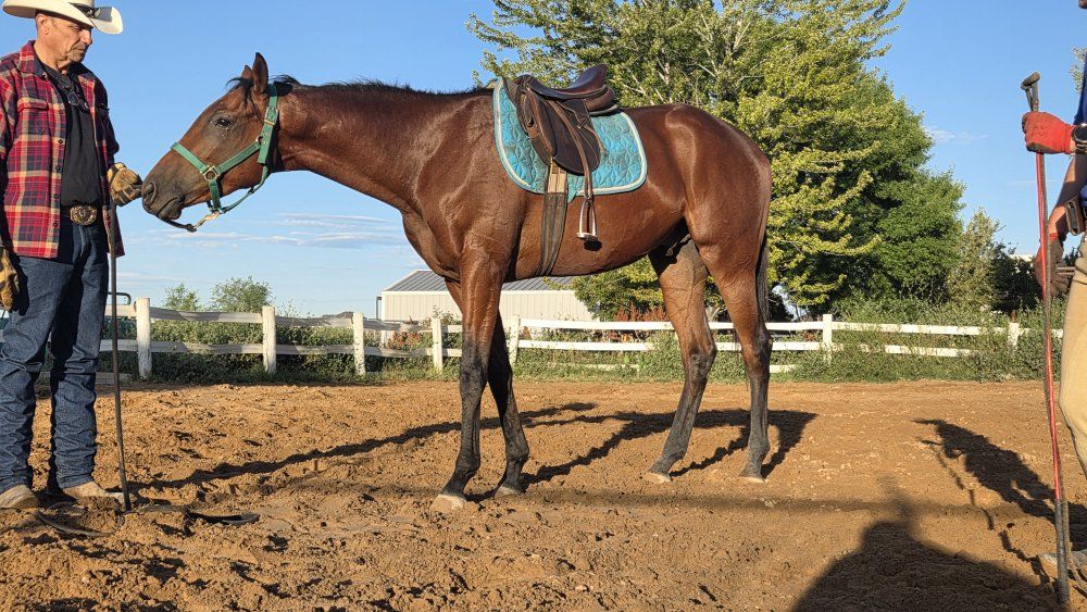 OTTB Gelding 2 year old