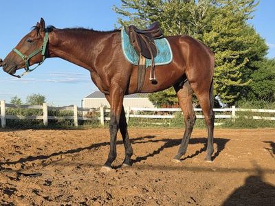 OTTB Gelding 2 year old