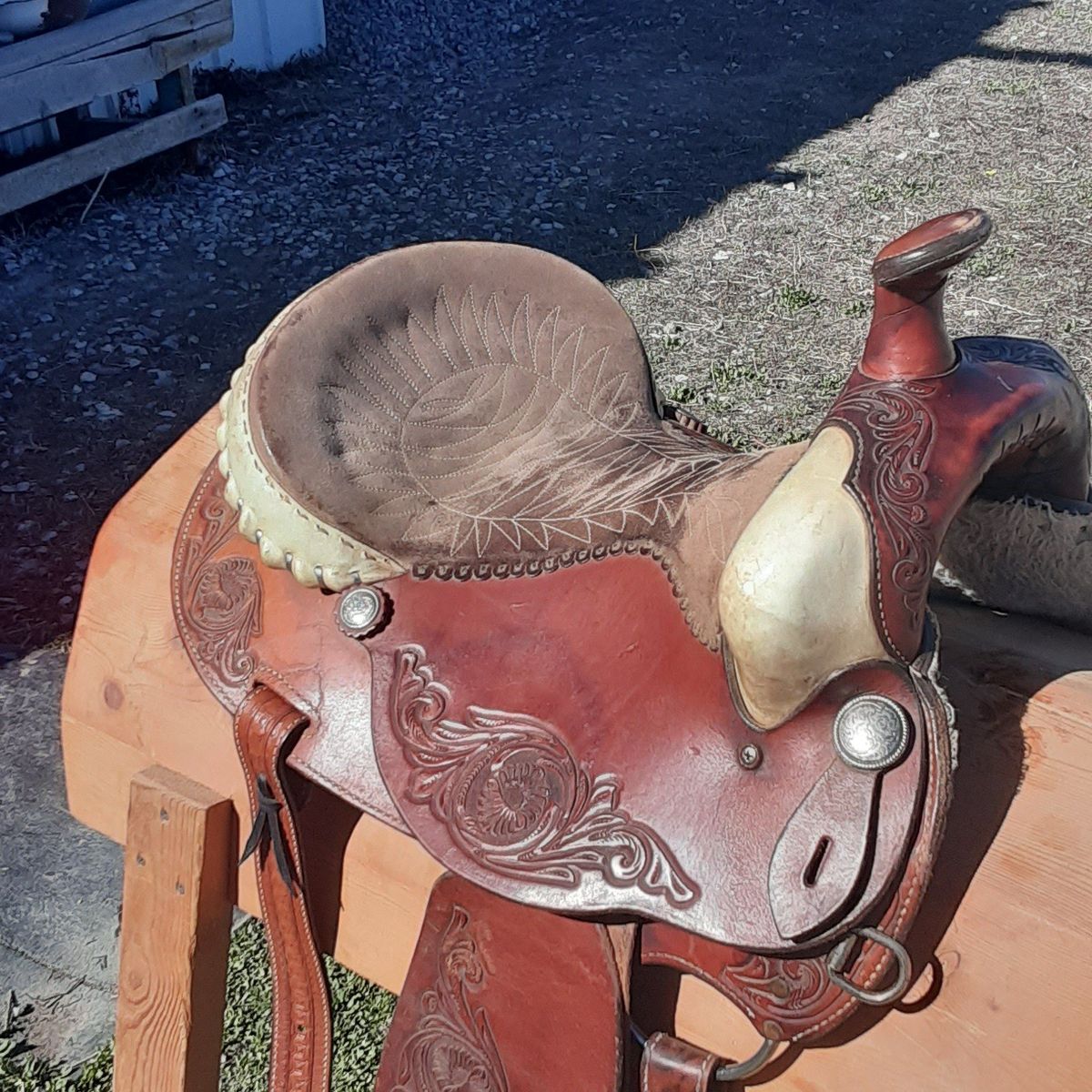 Sweet little Ammerman 15 in