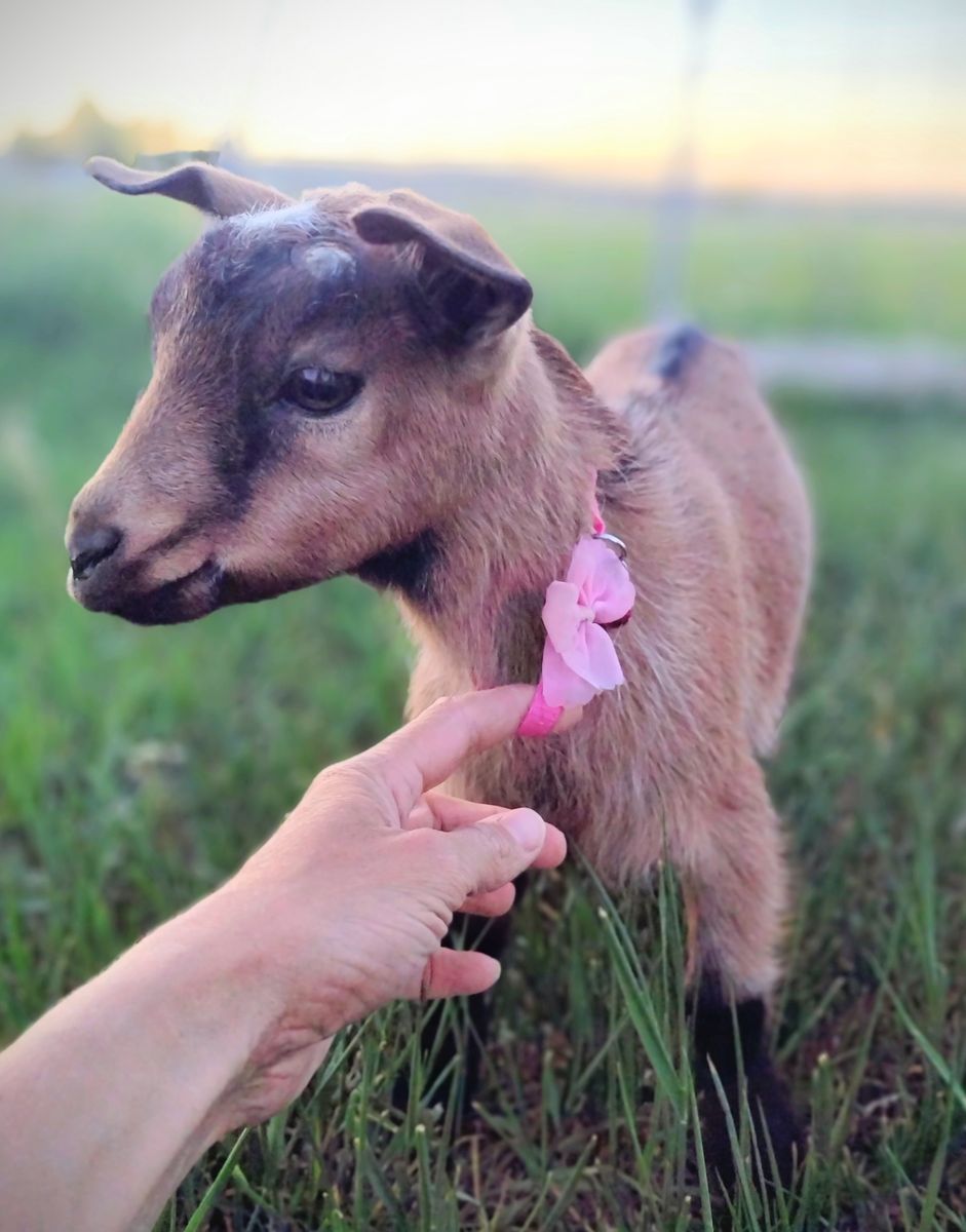 Adorable Nigerian Dwarf doeling kids