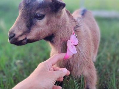 Adorable Nigerian Dwarf doeling kids