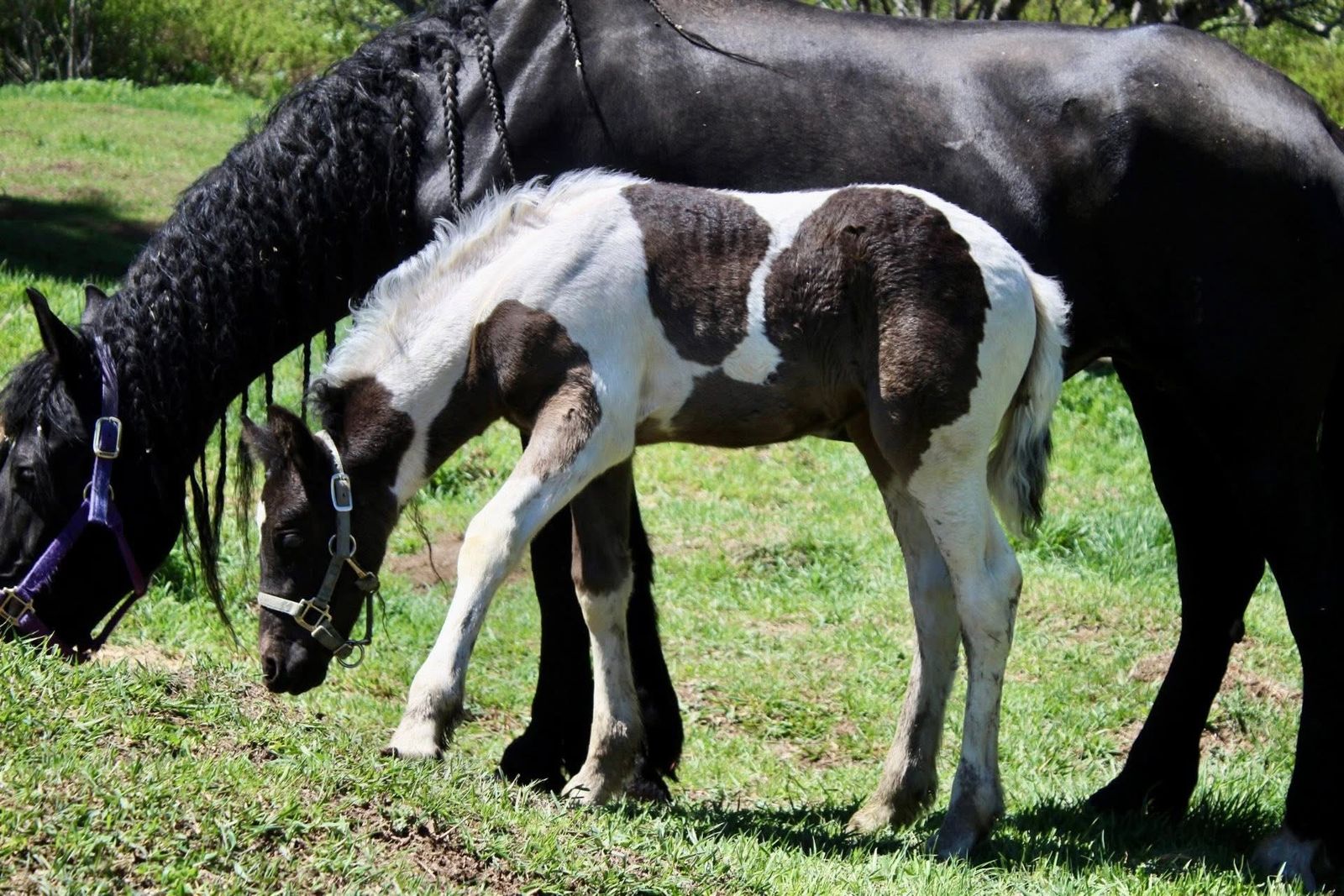 Gypsian Filly!