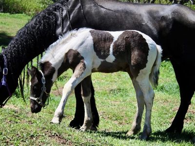 Gypsian Filly!