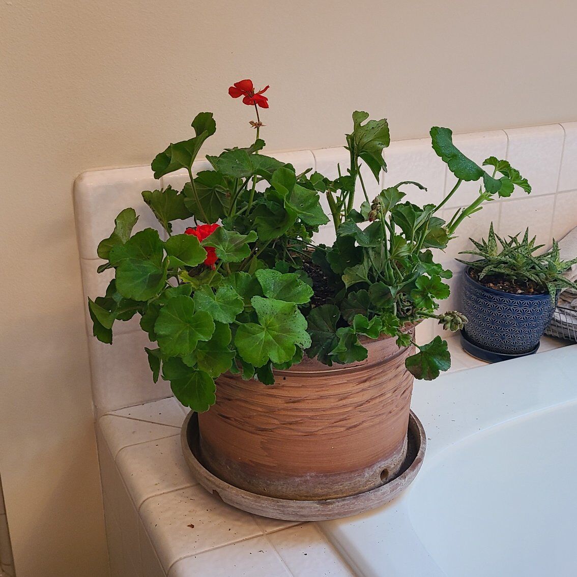 Large potted Geranium