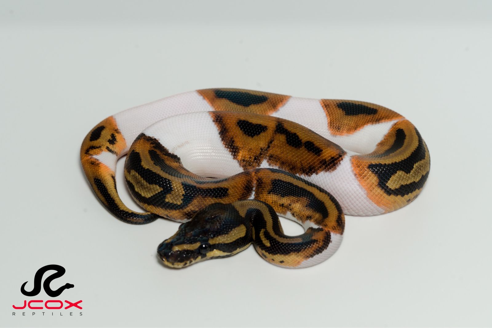 1.0 Leopard Pied Het DG 50% Het Clown