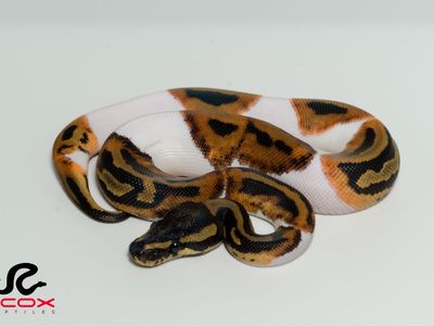 1.0 Leopard Pied Het DG 50% Het Clown