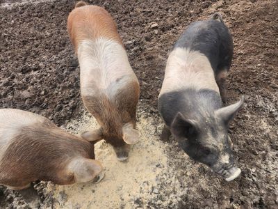 gilts
