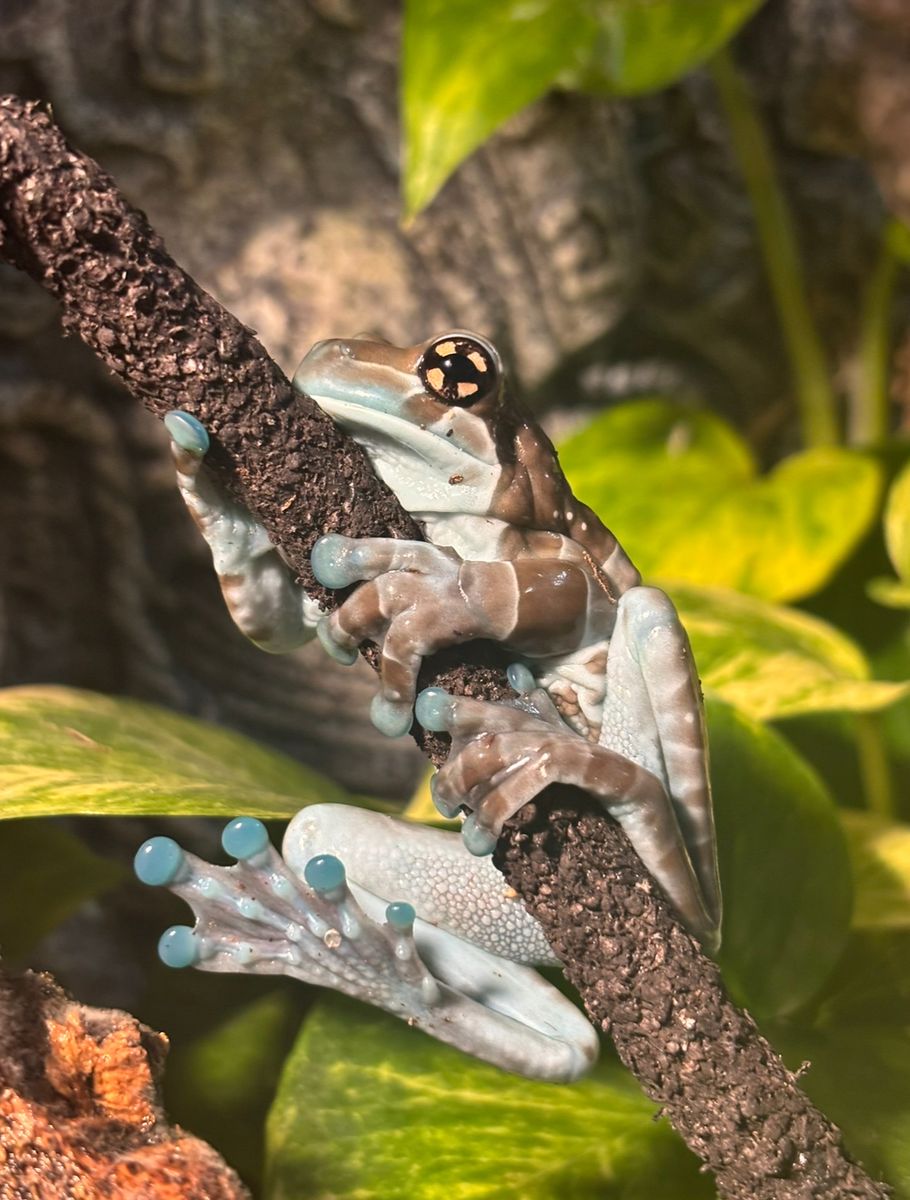 Adult Amazon Milk frog with bioactive enclosure
