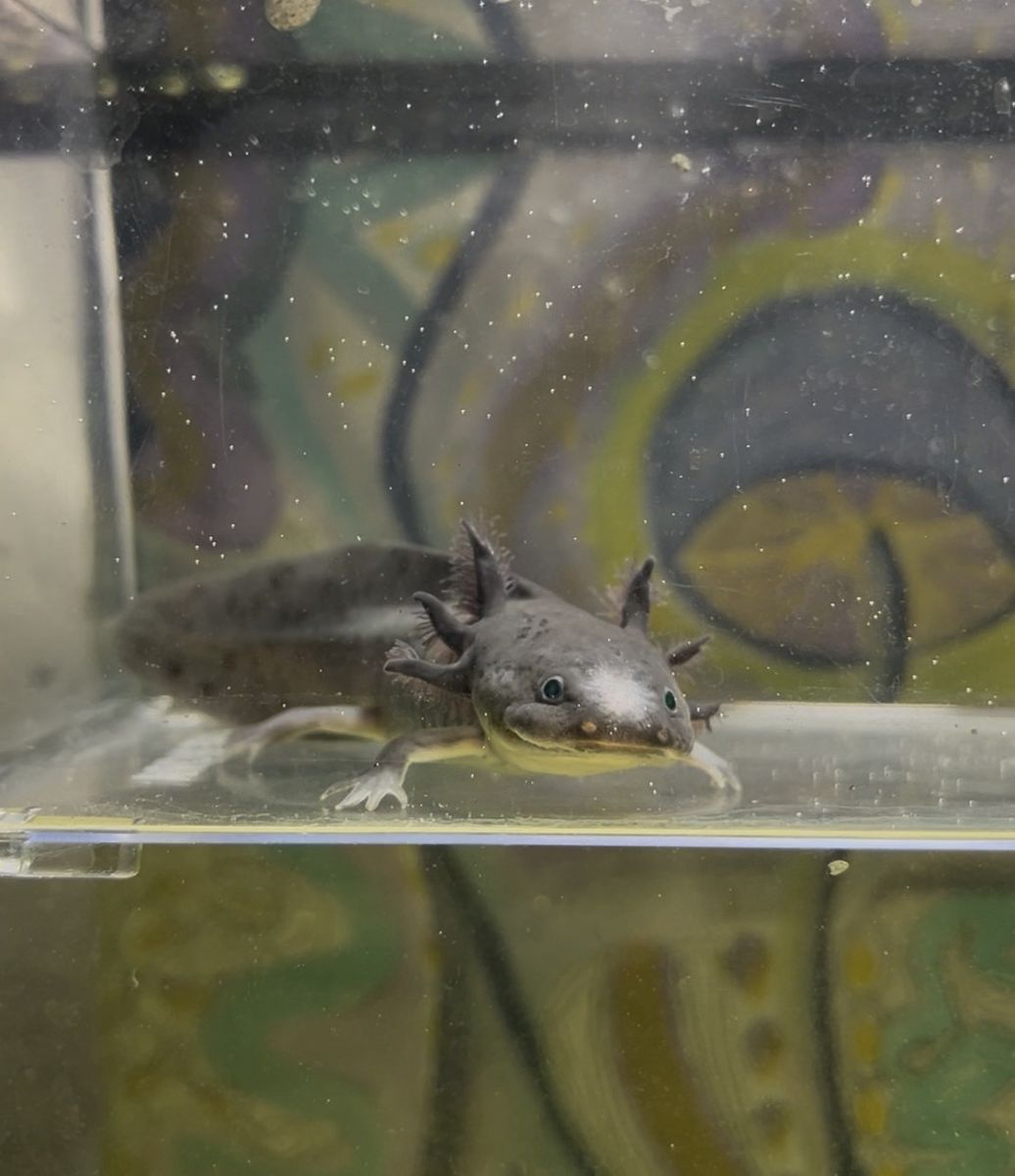 Baby Axolotl (GFP Melanoid)