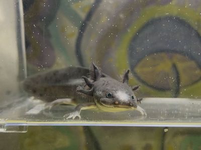 Baby Axolotl (GFP Melanoid)