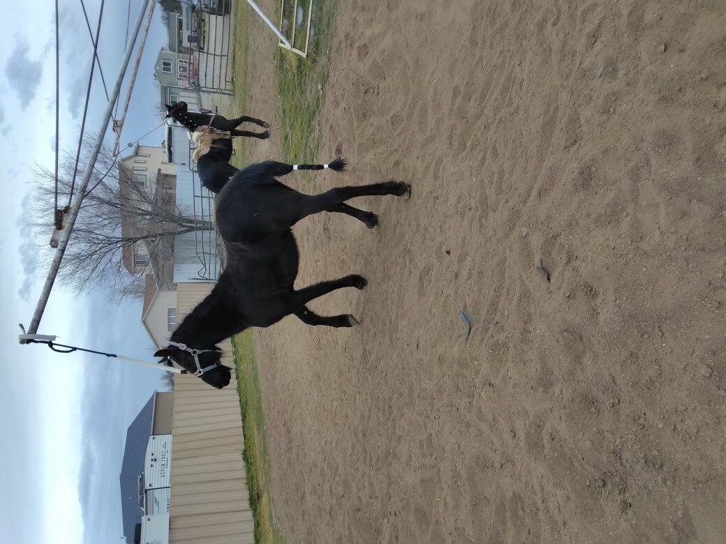 1 year 8 months Frisian mare