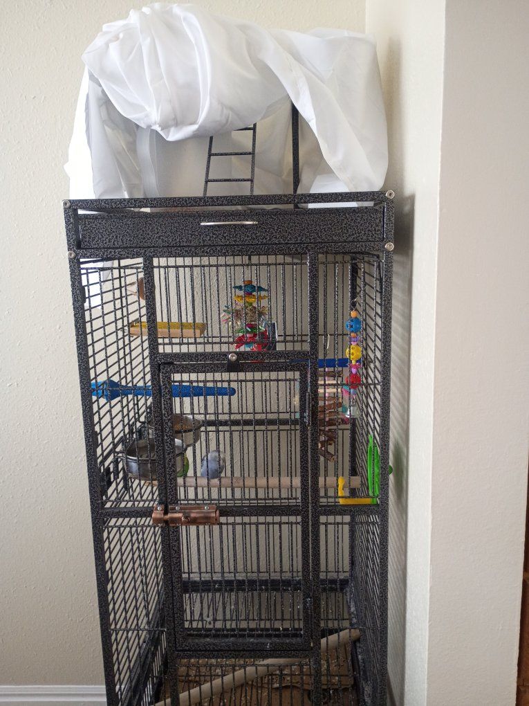 parkeet birds and cage