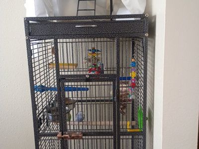 parkeet birds and cage