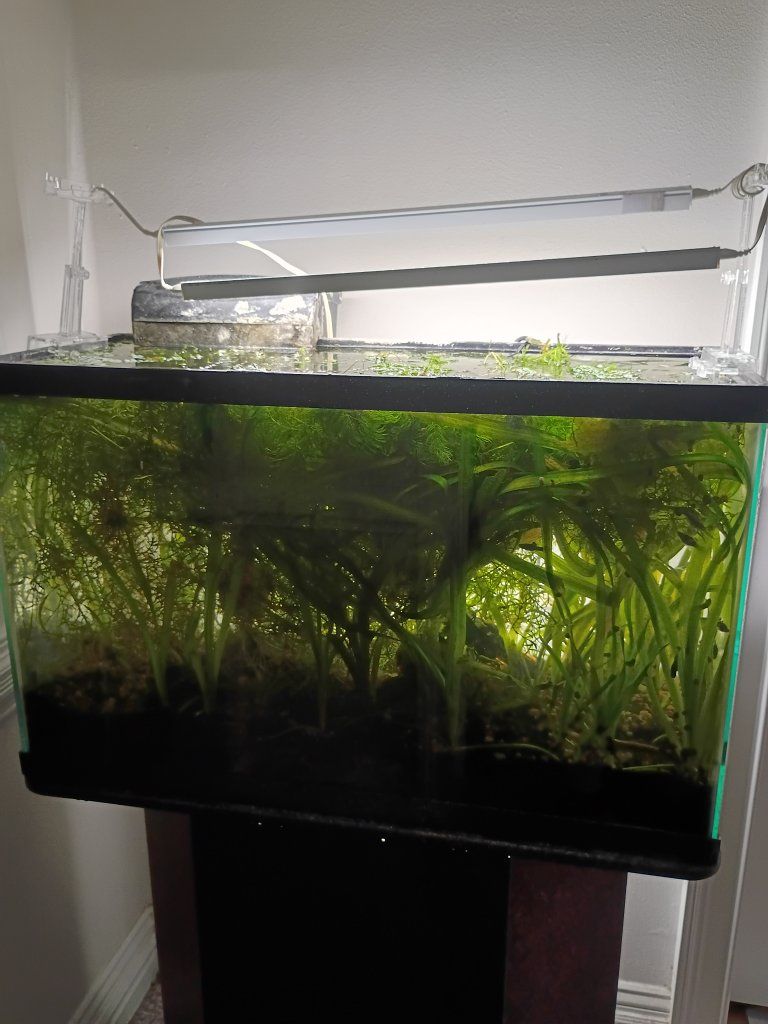 A variety of aquarium plants for sale!