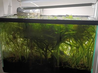 A variety of aquarium plants for sale!