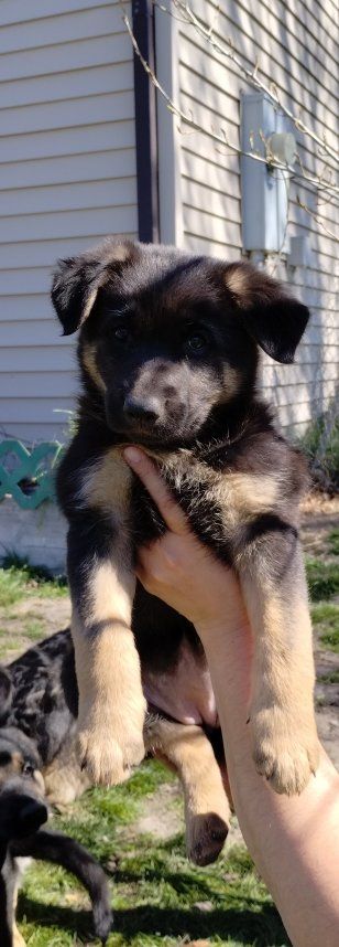 German shepherd puppies