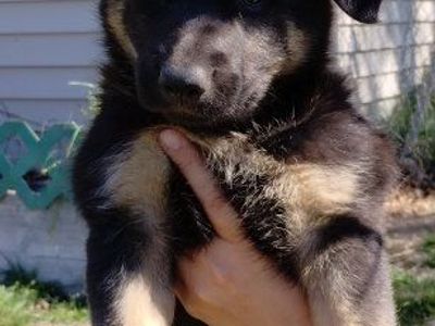 German shepherd puppies
