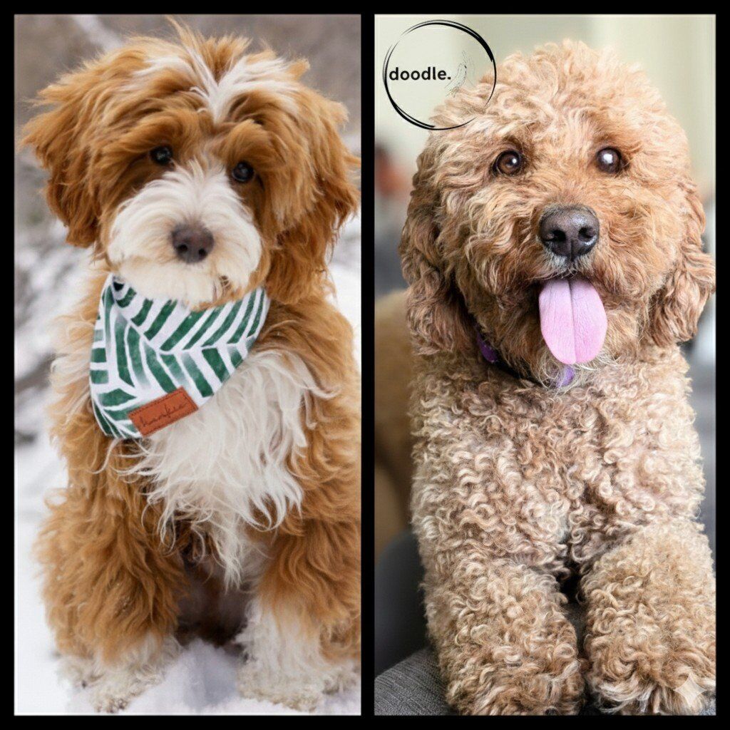 DNA Health Tuxedo Golden Doodles (Goldendoodle, Goldendoodles)