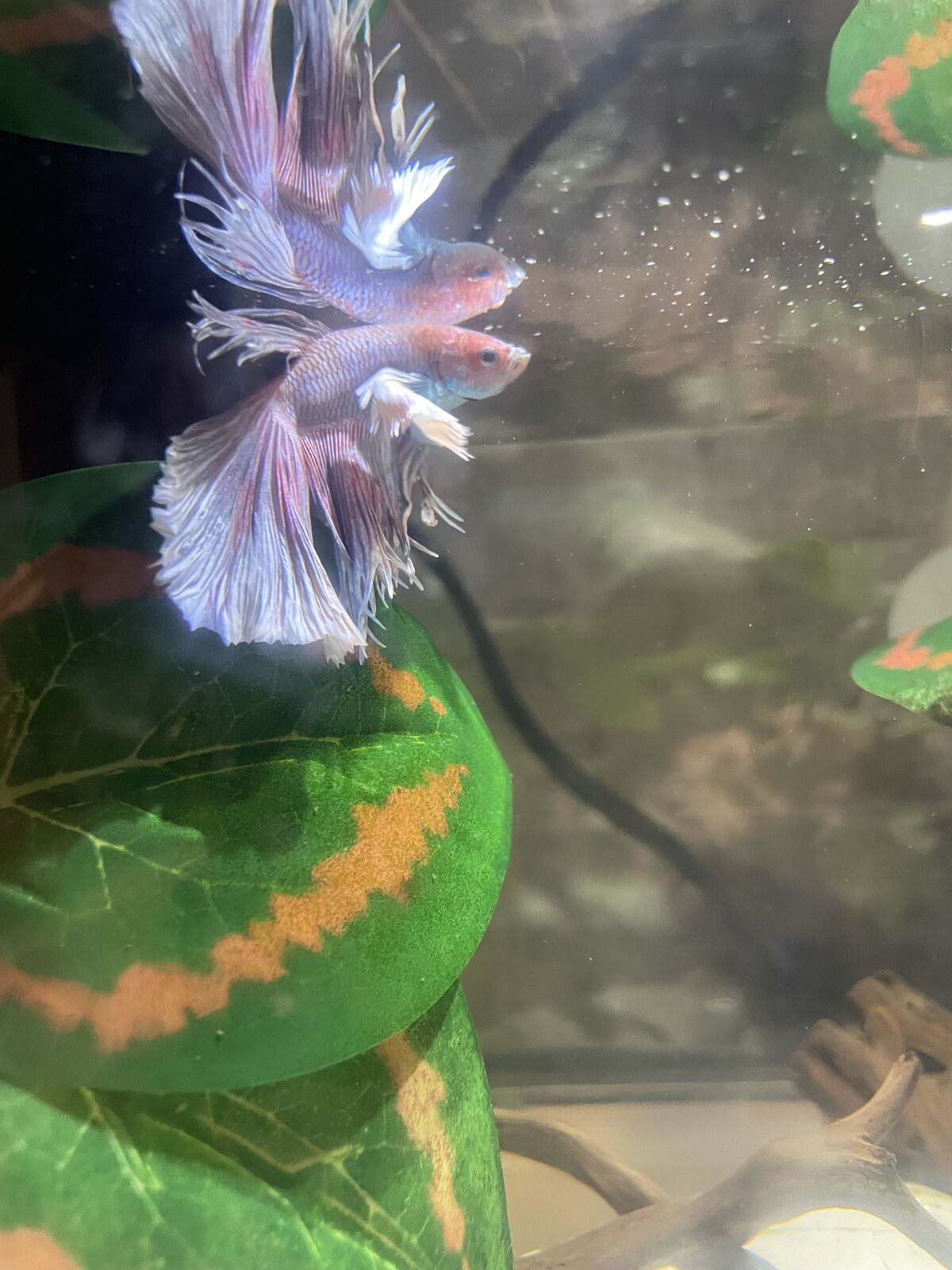 Male Lavender Dumbo Betta