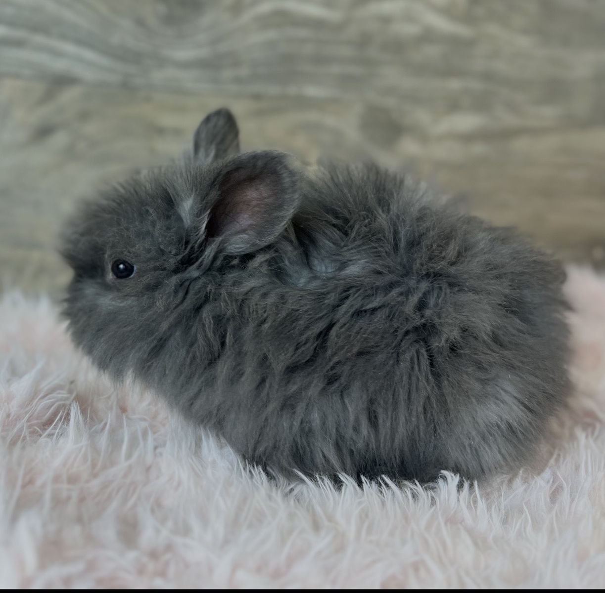 Baby English Angora doe