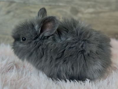Baby English Angora doe
