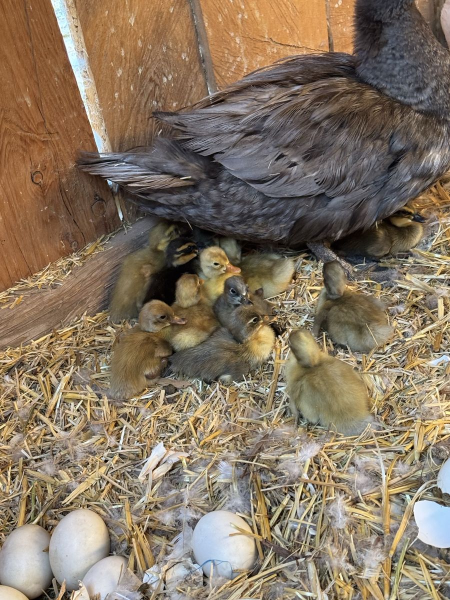 Ducklings